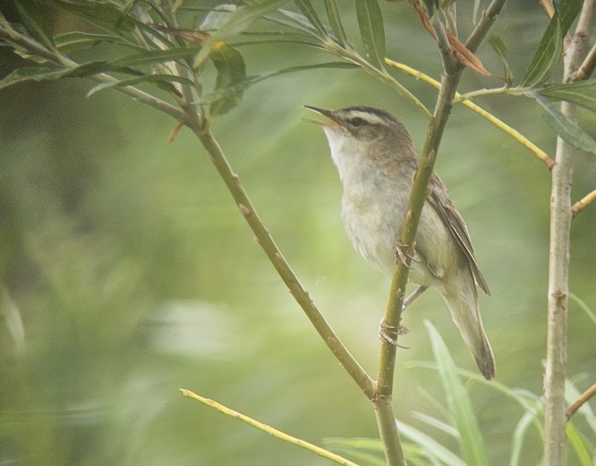 Sedge Warbler - George Koppel