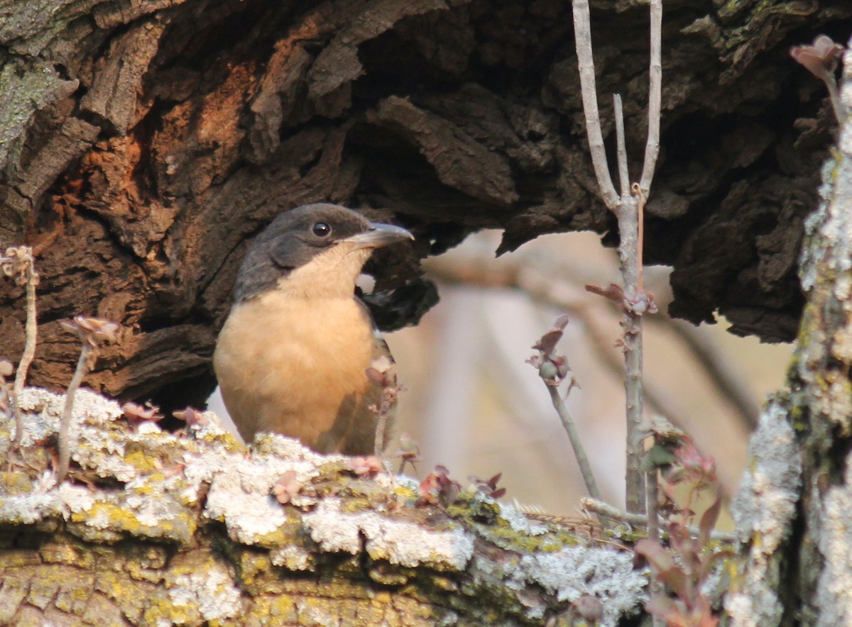 Southern Boubou - Ian McCutcheon