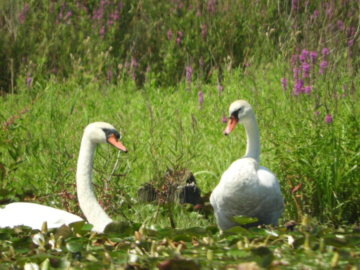 Mute Swan - Sandi Jacques