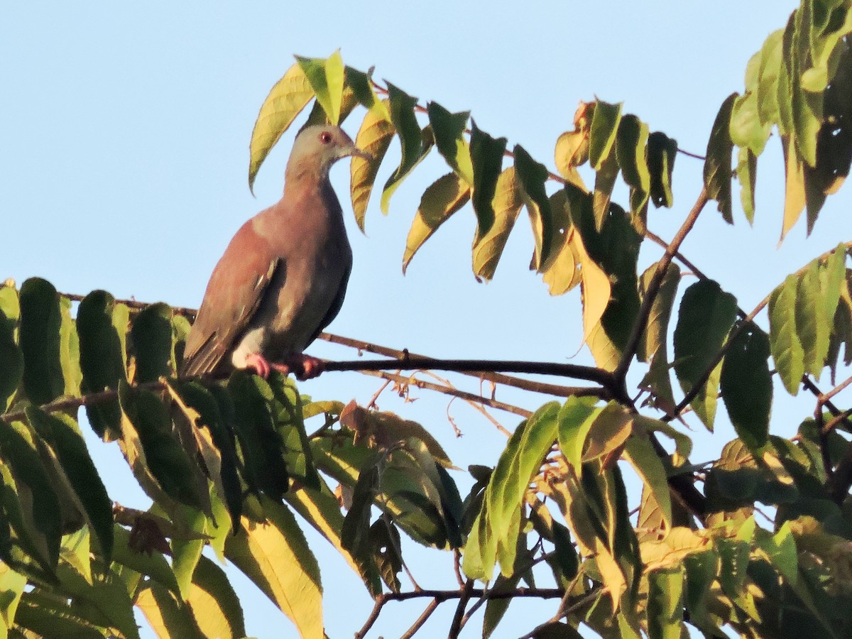 Pale-vented Pigeon - ML622161308