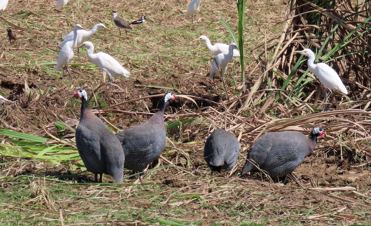 Helmeted Guineafowl (Domestic type) - Peter Leth