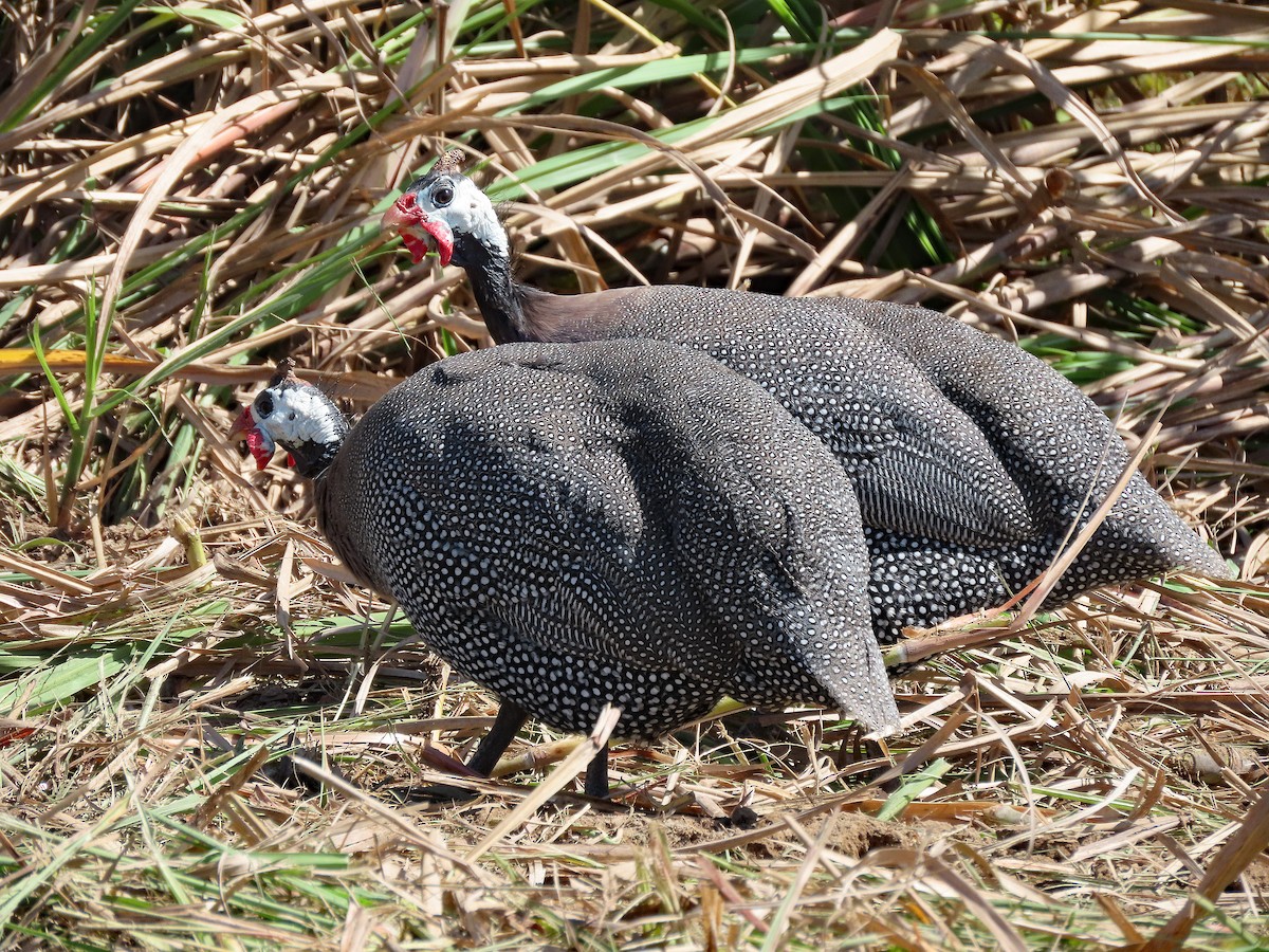 Helmeted Guineafowl (Domestic type) - ML622161363