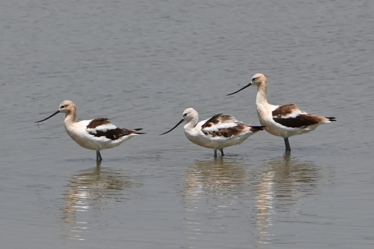 American Avocet - ML622161365