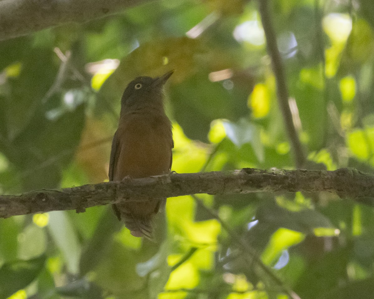 Dull-capped Attila - José Castaño