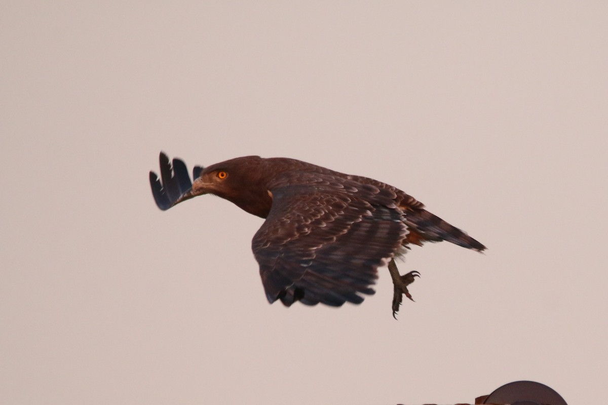 Black-chested Snake-Eagle - ML622161380