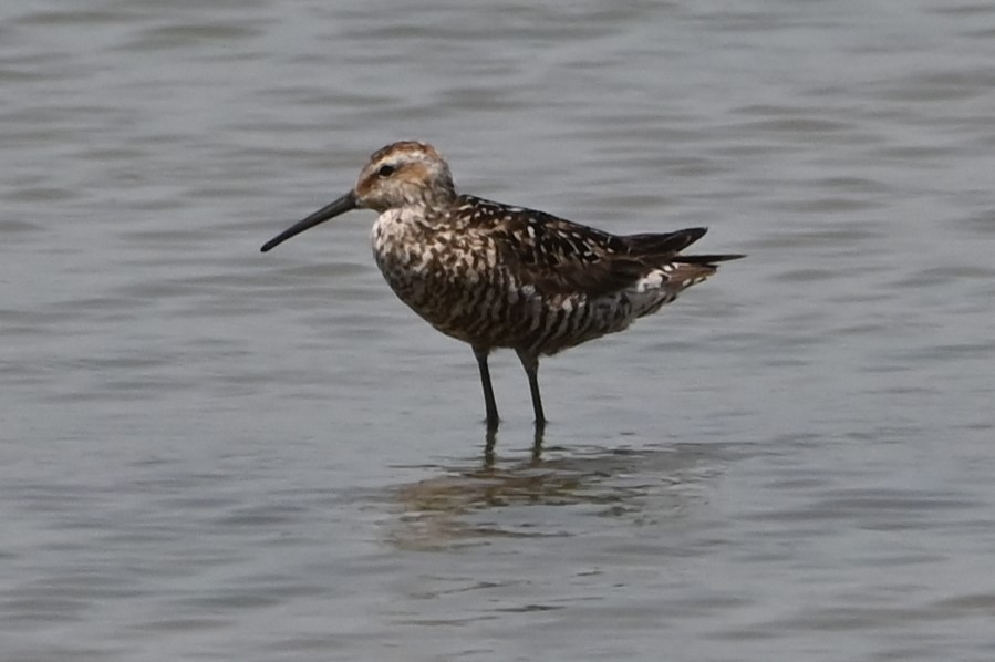 Stilt Sandpiper - ML622161381