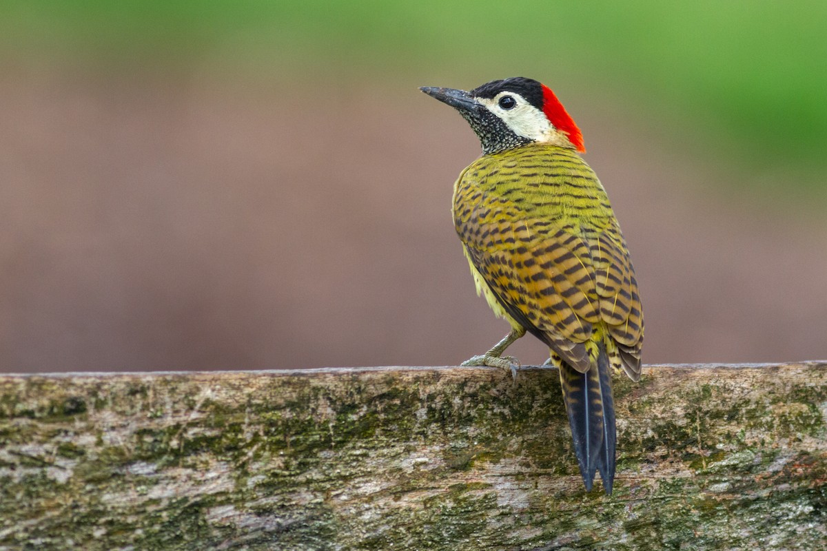 Spot-breasted Woodpecker - ML622161385