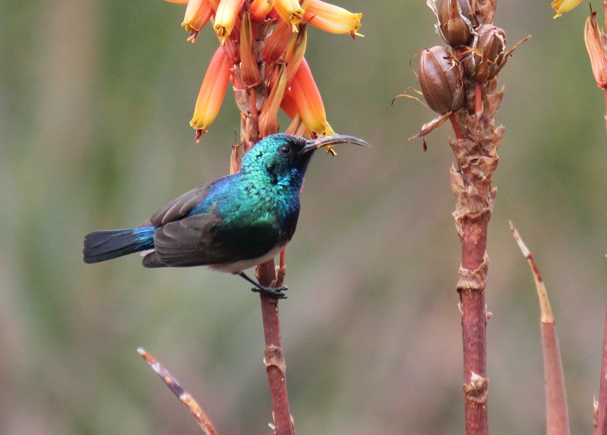 White-breasted Sunbird - ML622161386