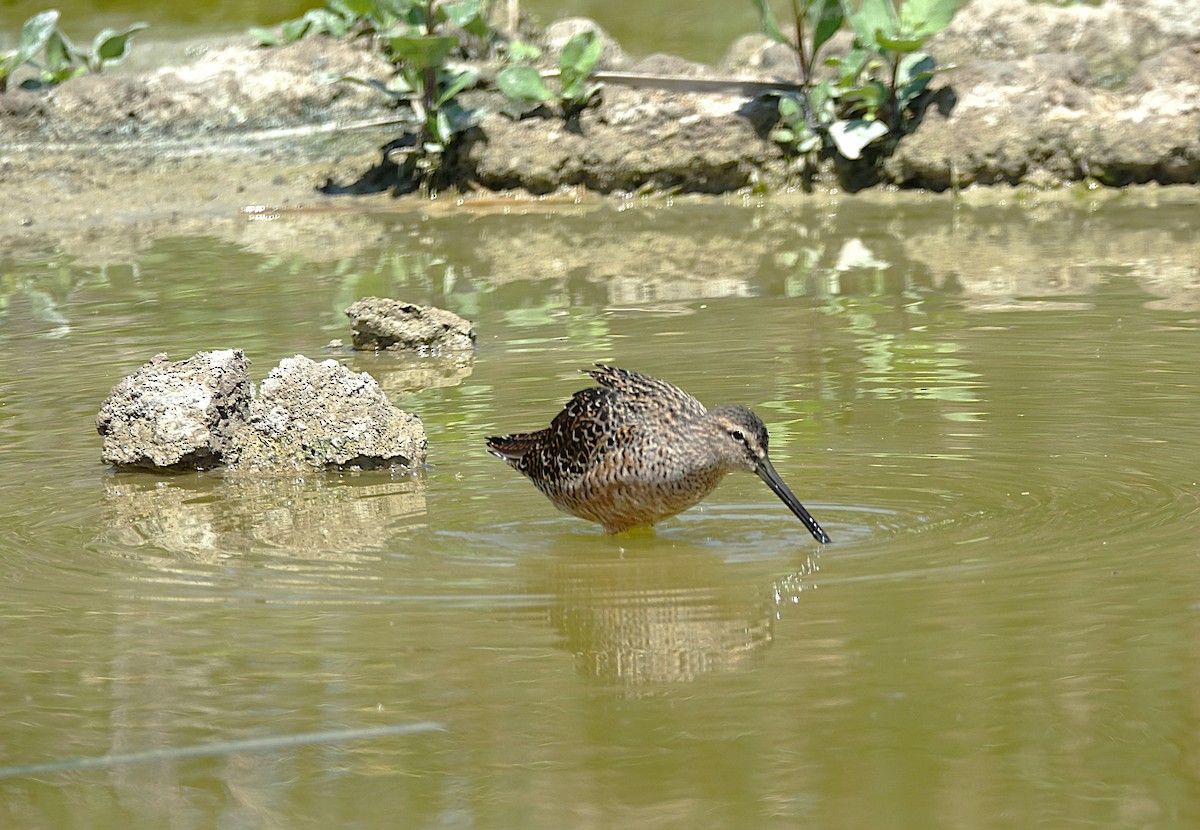 Long-billed Dowitcher - ML622161387