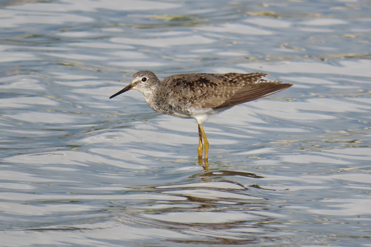 Lesser Yellowlegs - ML622161388