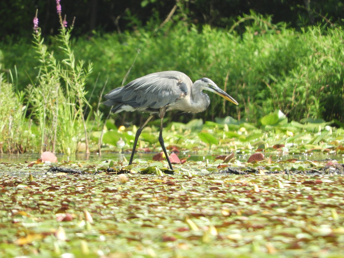 Great Blue Heron - ML622161389