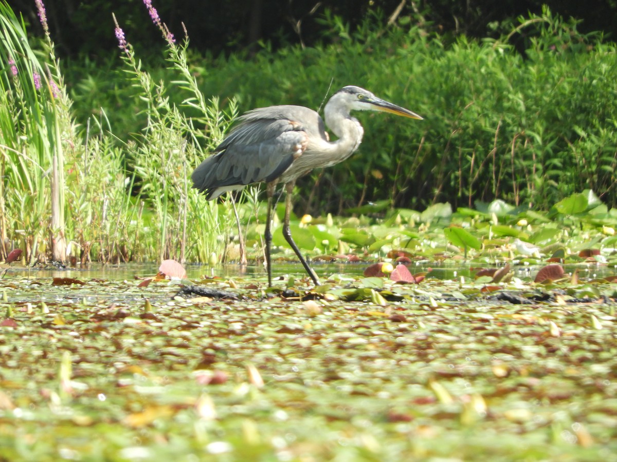 Great Blue Heron - ML622161390