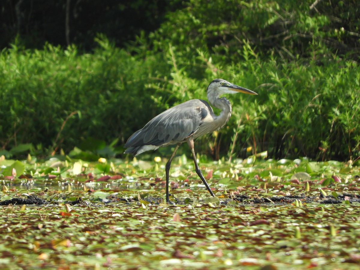 Great Blue Heron - ML622161391