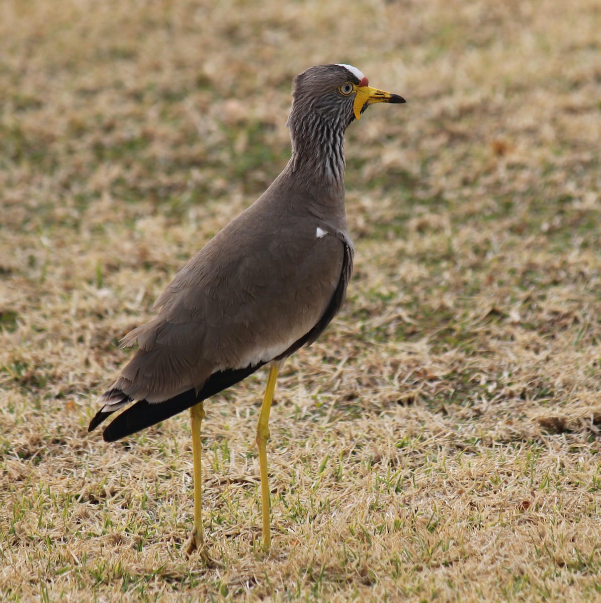 Wattled Lapwing - ML622161392