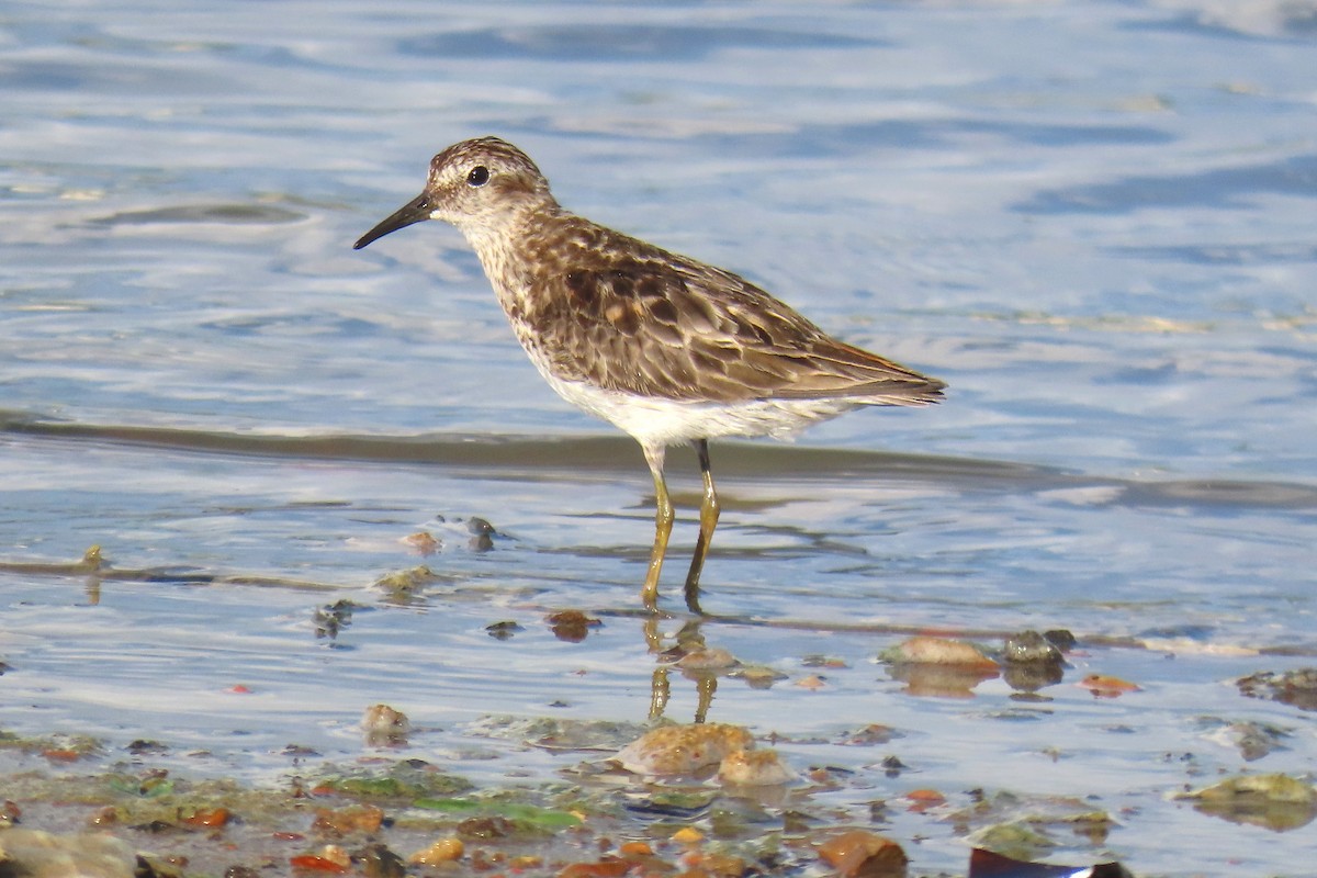 Least Sandpiper - ML622161394