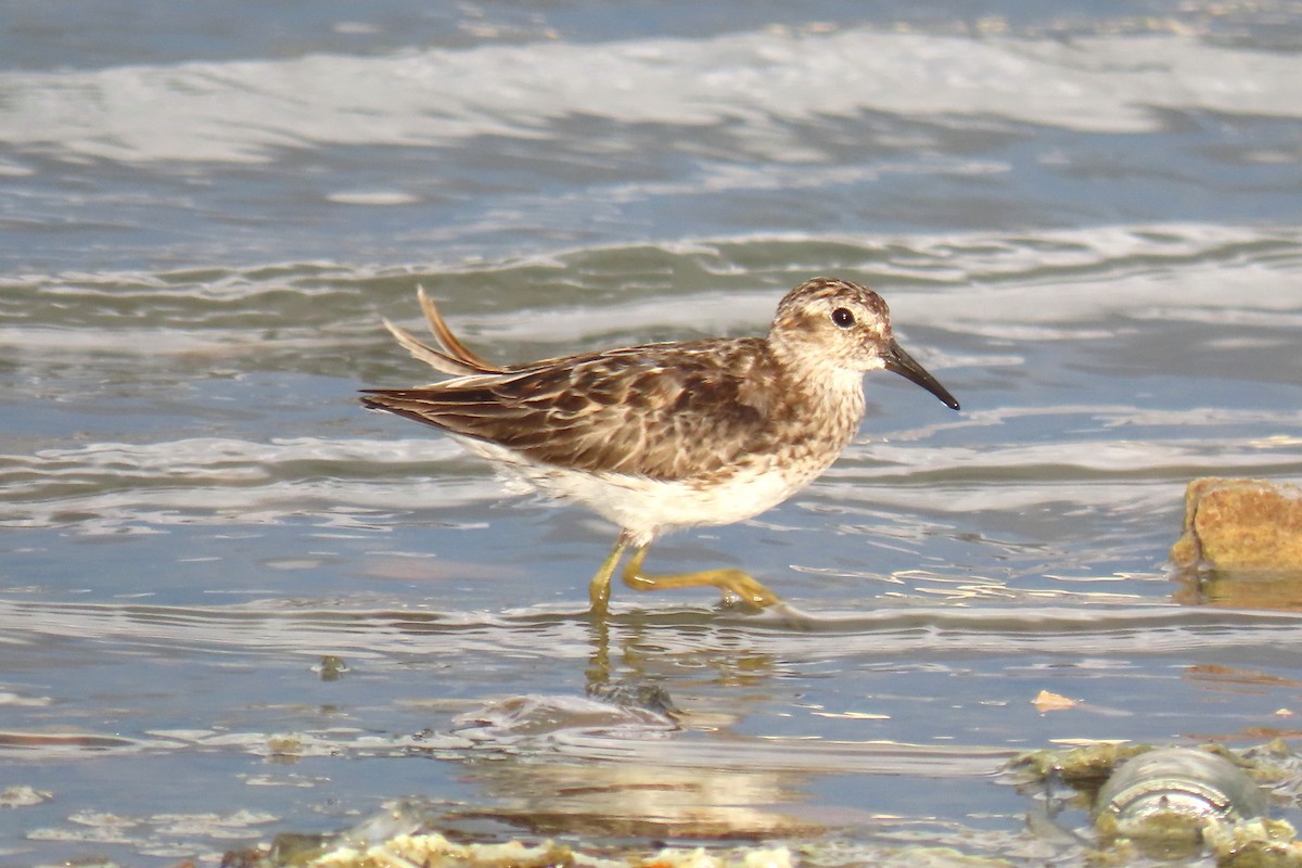 Least Sandpiper - ML622161395