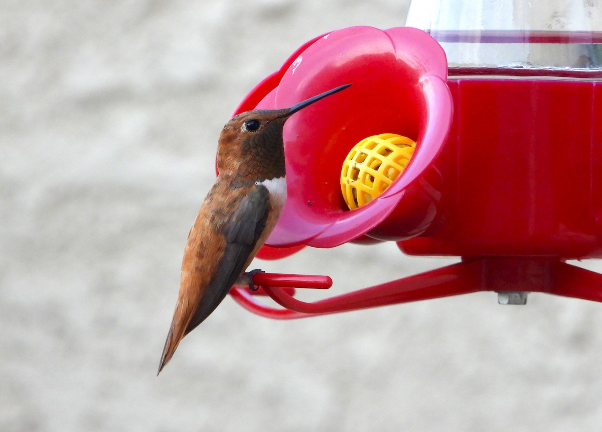 Rufous Hummingbird - ML622161396