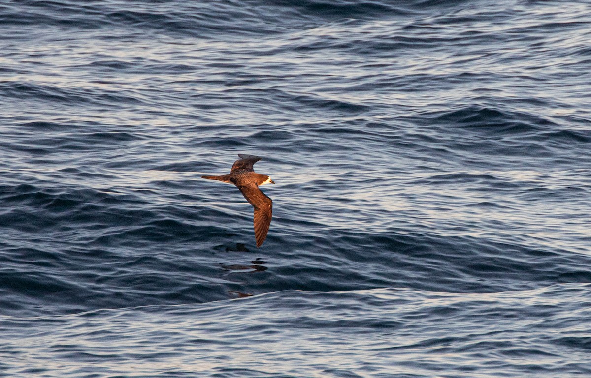 Galapagos Petrel - ML622161397