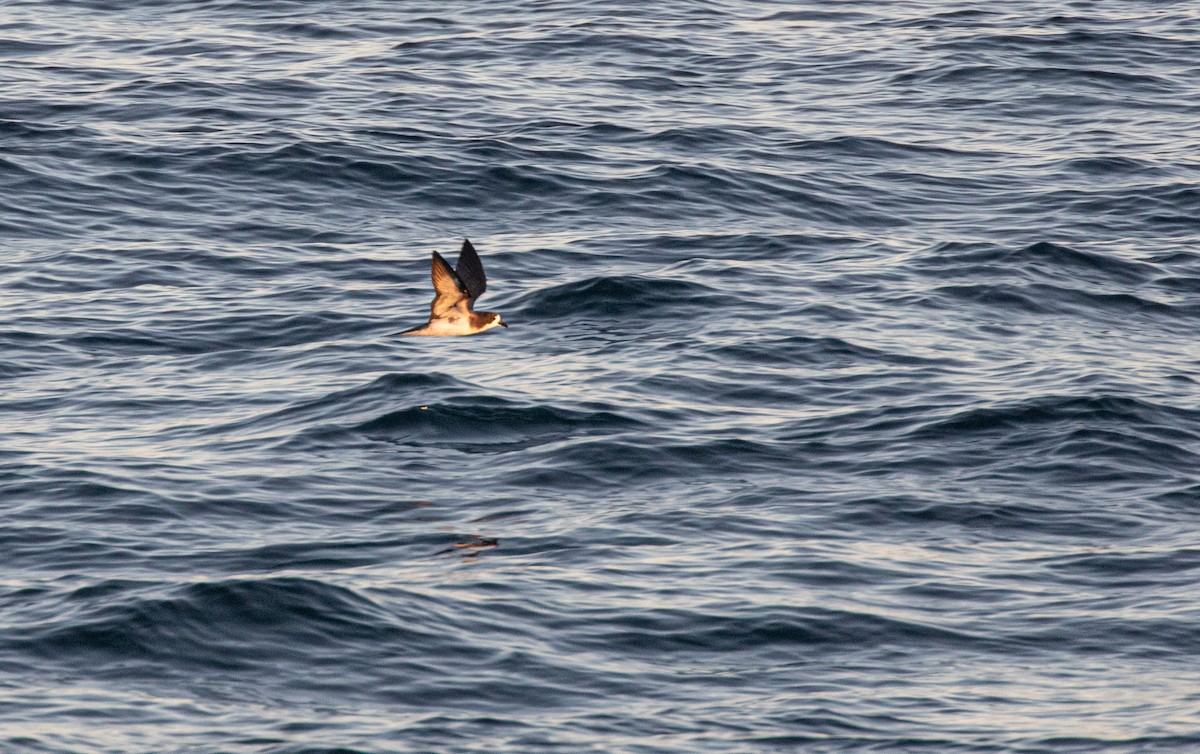 Galapagos Petrel - ML622161398