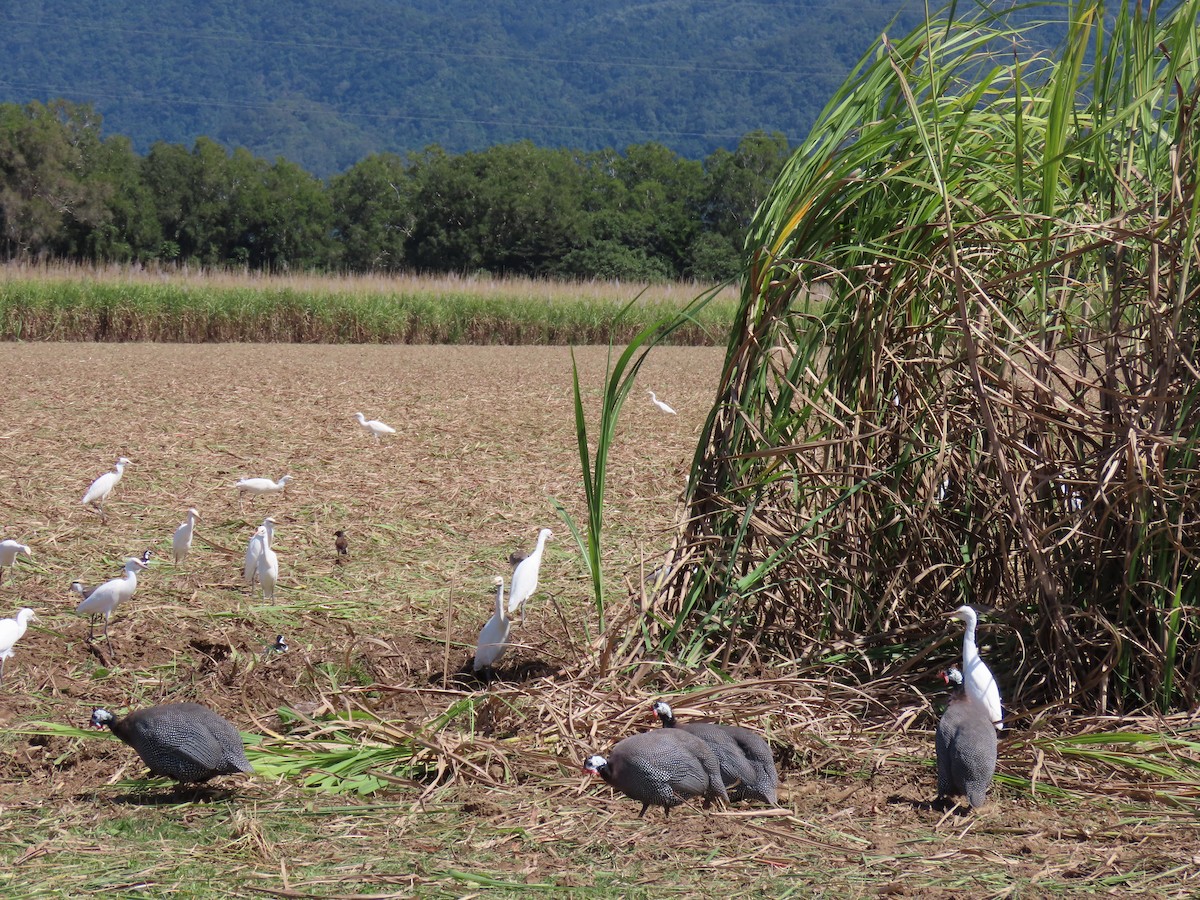 Helmeted Guineafowl (Domestic type) - ML622161399