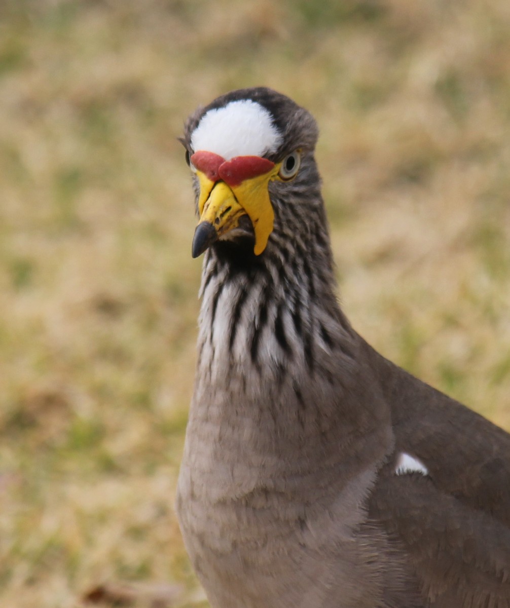 Wattled Lapwing - ML622161400