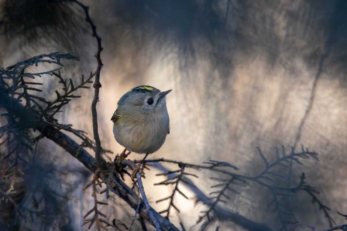 Goldcrest - ML622161401