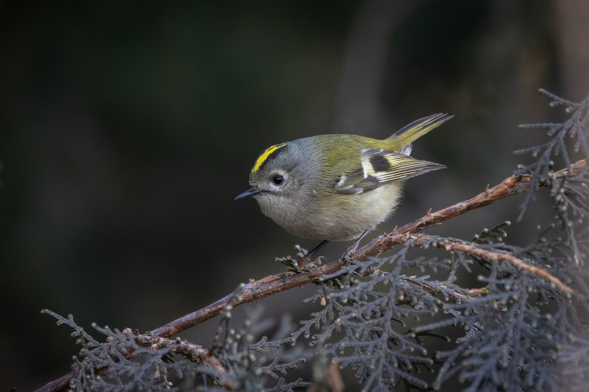 Goldcrest - ML622161402