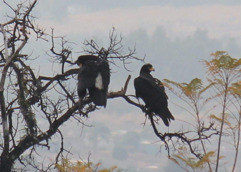 Verreaux's Eagle - ML622161404