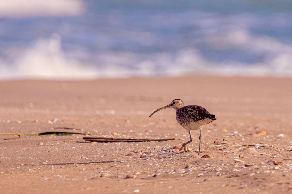 Whimbrel - ML622161405