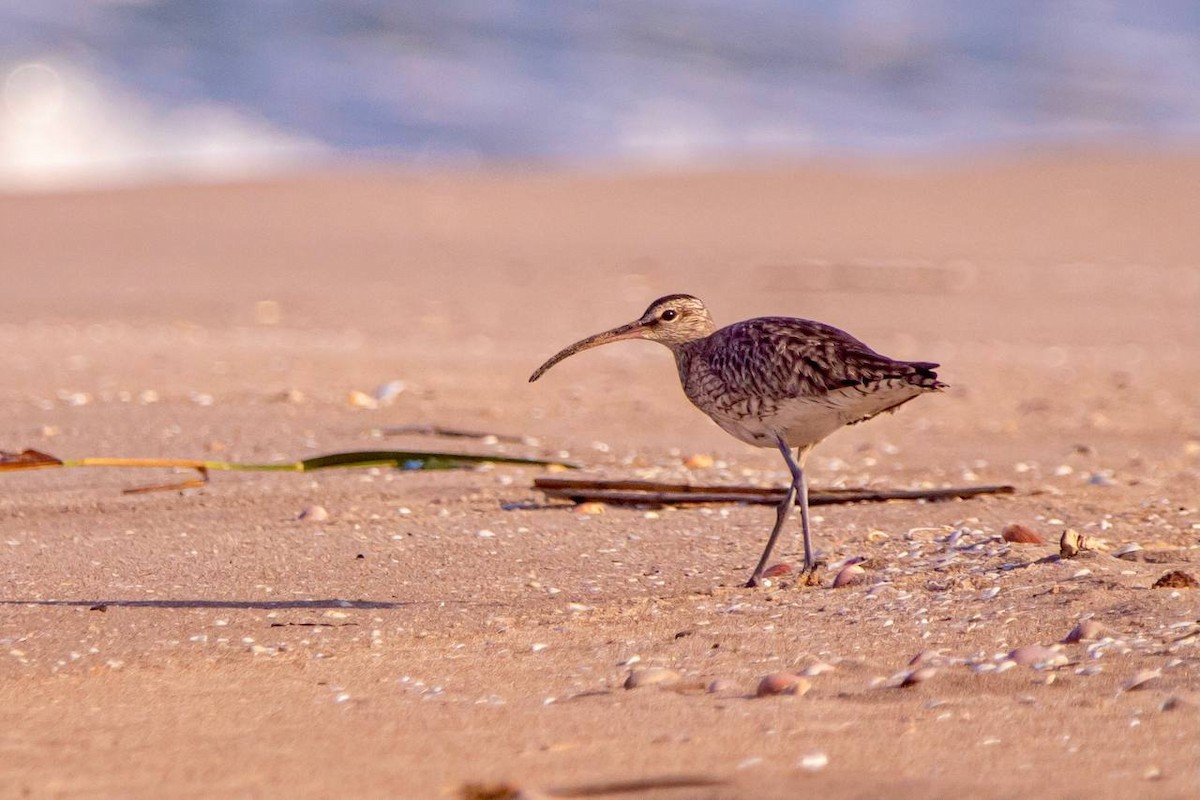 Whimbrel - ML622161407