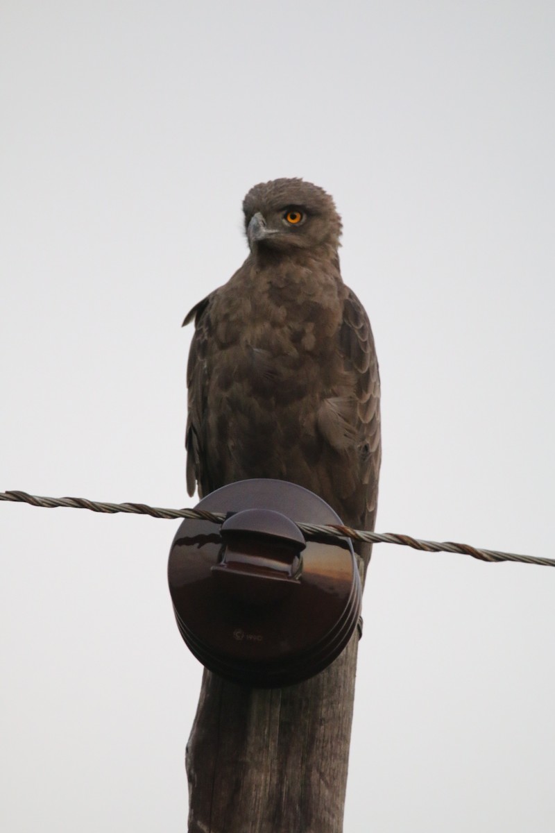 Brown Snake-Eagle - ML622161410