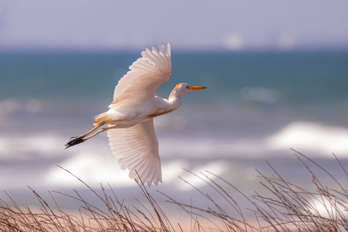 Western Cattle Egret - ML622161412