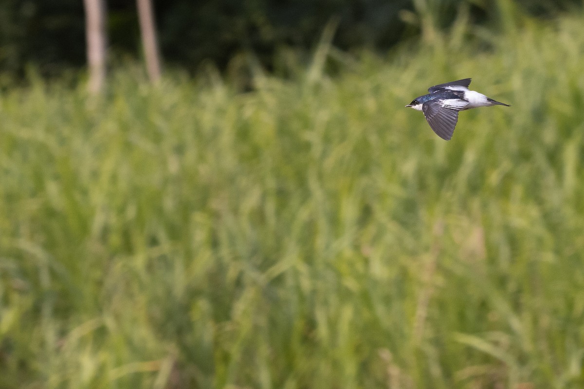 White-winged Swallow - ML622161417