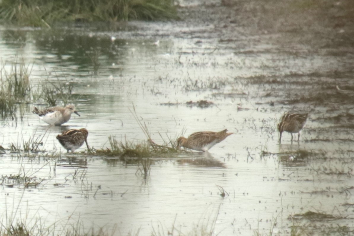 Common Snipe - ML622161425