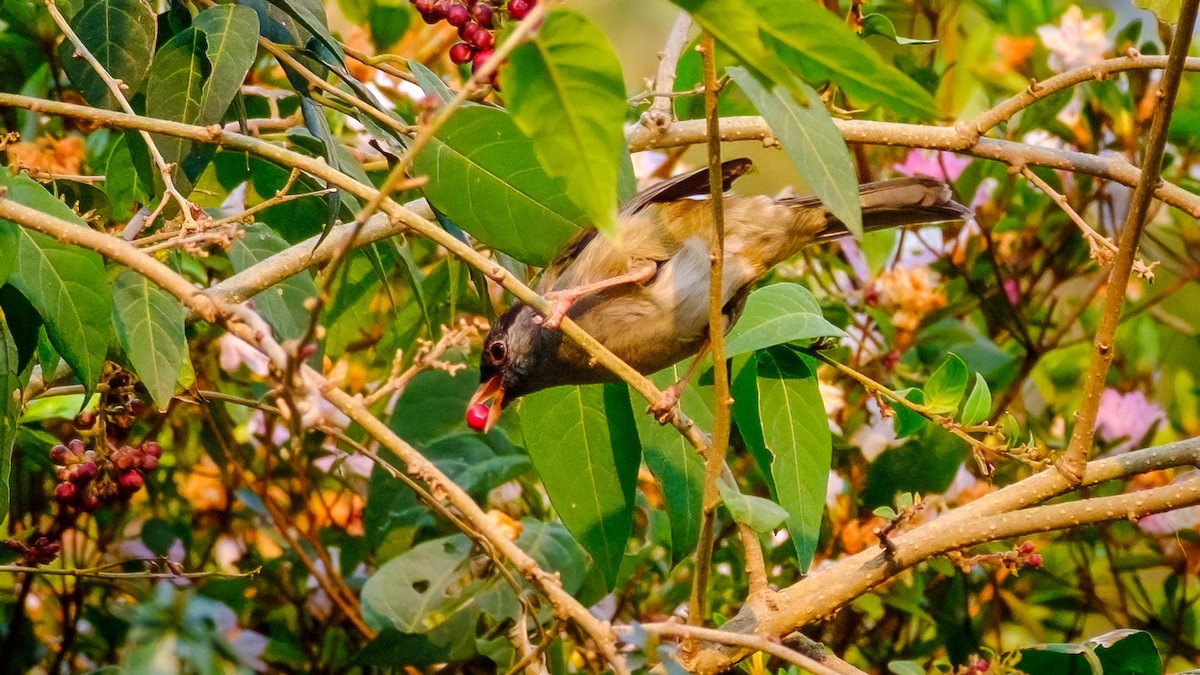 Bush Blackcap - ML622161426