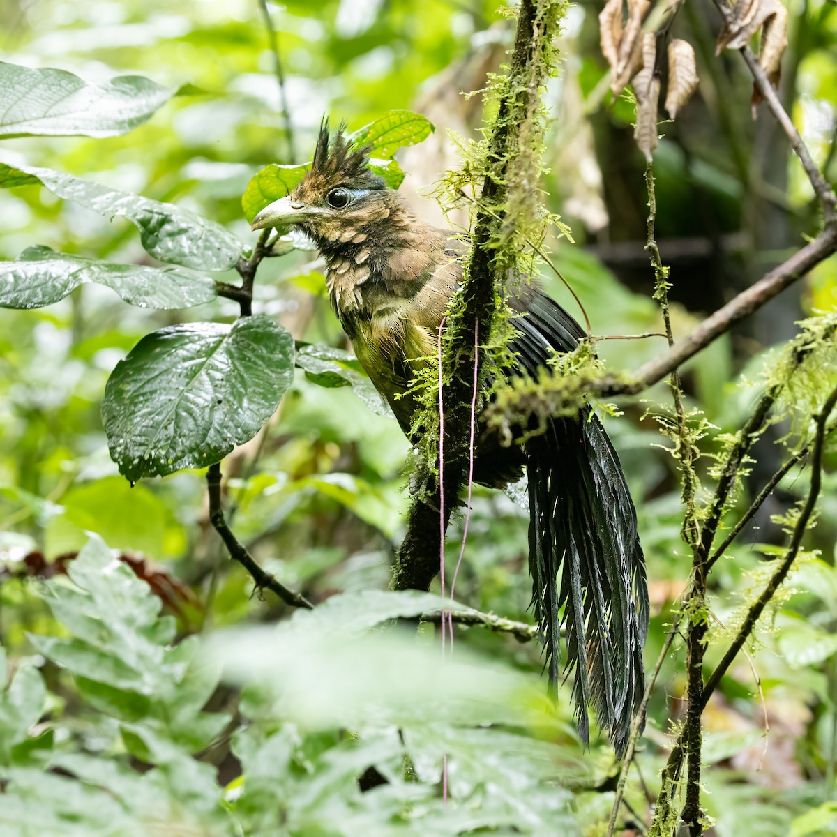 Rufous-vented Ground-Cuckoo - Adrian Jordi