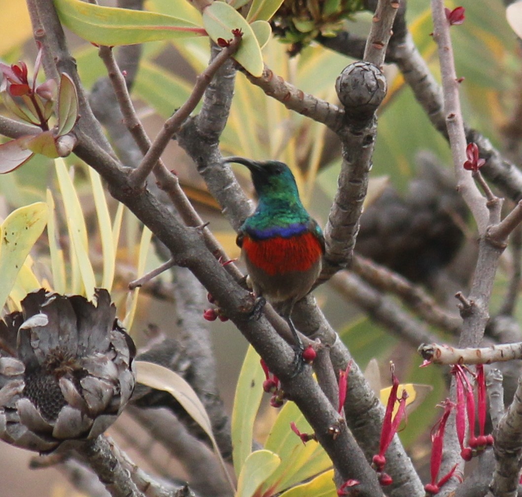 Greater Double-collared Sunbird - ML622161428