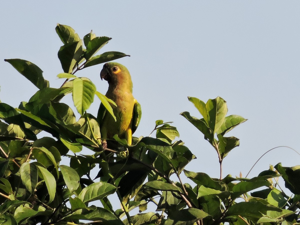Brown-throated Parakeet - ML622161431