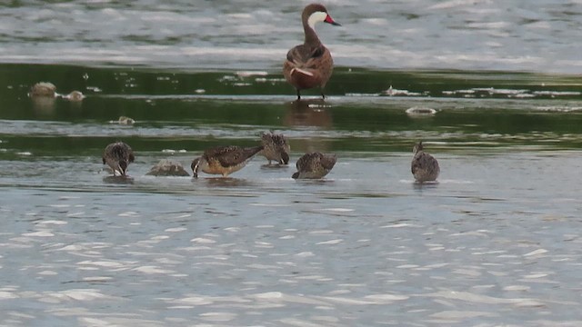 Short-billed Dowitcher - ML622161432