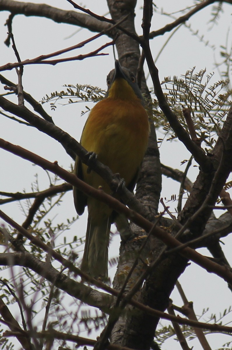 Gray-headed Bushshrike - ML622161435