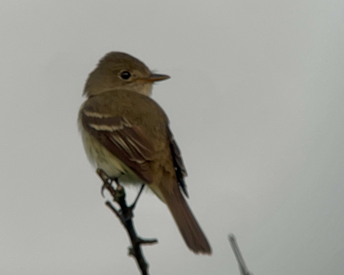 Willow Flycatcher - ML622161436