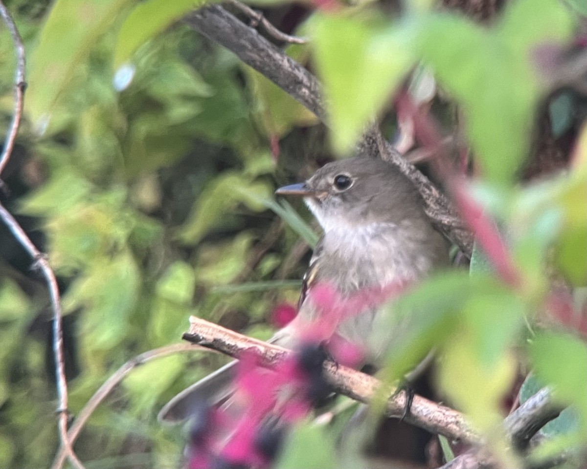 Willow Flycatcher - ML622161437