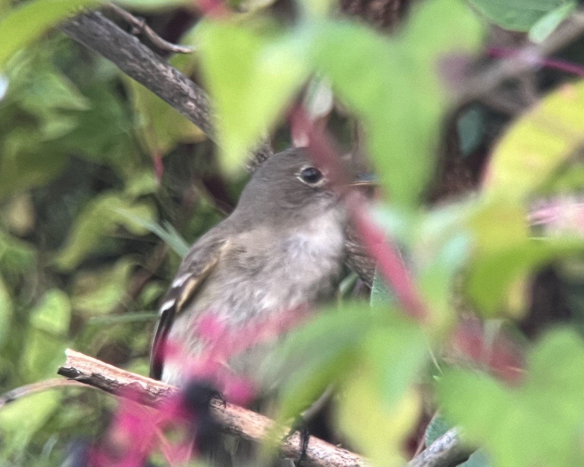 Willow Flycatcher - ML622161438