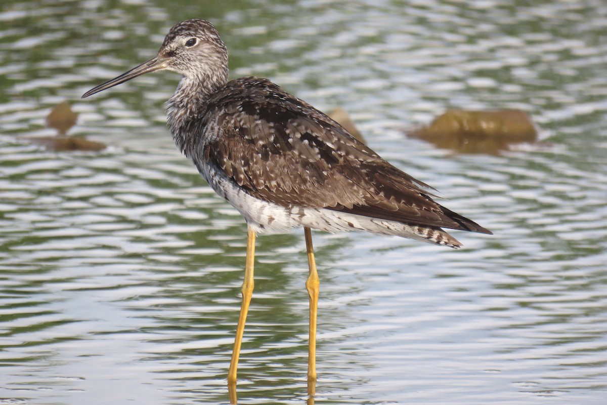 Greater Yellowlegs - ML622161439