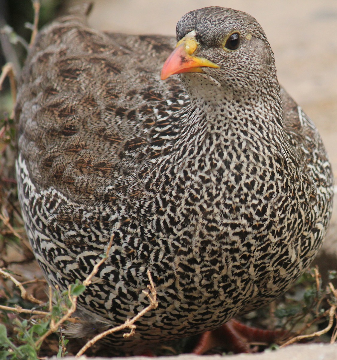 Natal Spurfowl - ML622161443