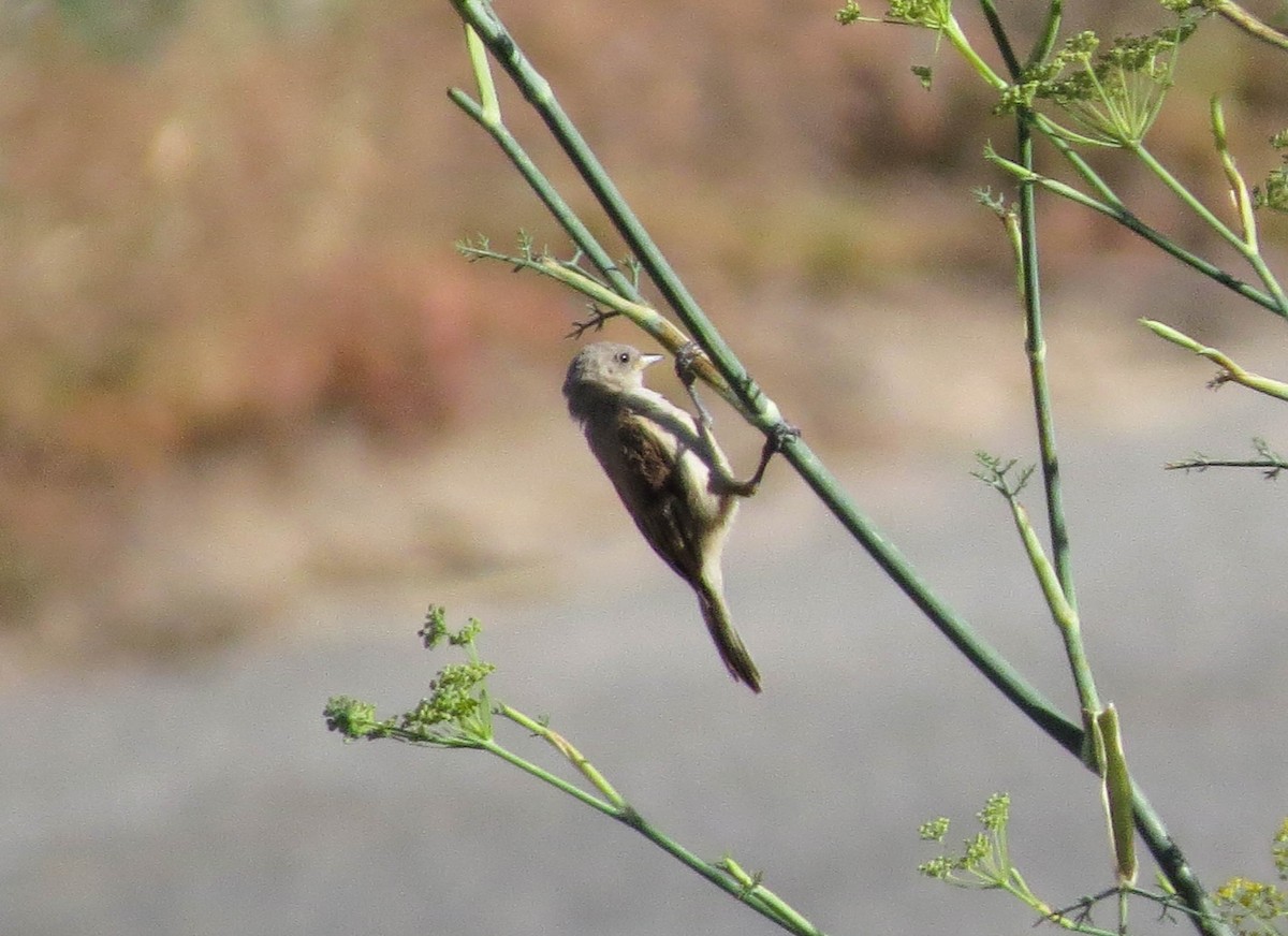 Eurasian Penduline-Tit - ML622161444