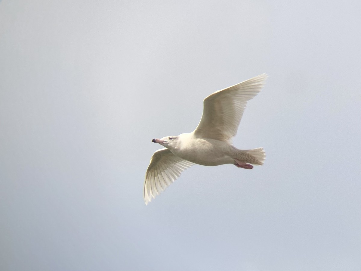 Glaucous Gull - ML622161445