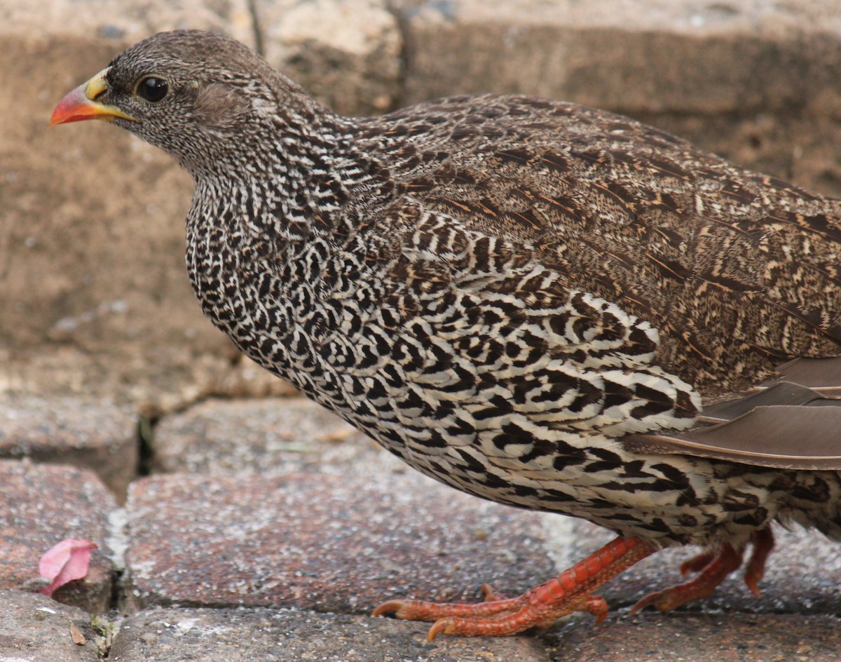 Natal Spurfowl - ML622161446