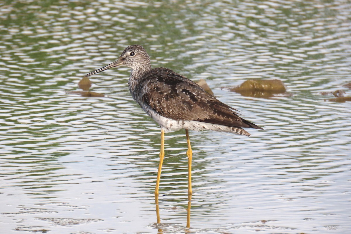 Greater Yellowlegs - Thore Noernberg