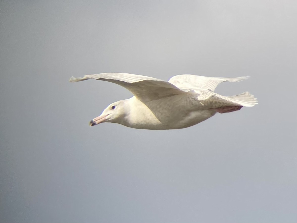 Glaucous Gull - ML622161449